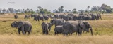 Tubu Tree - Elephant convention Tubu Tree - Elephant convention